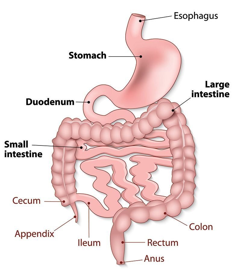 Small Intestine