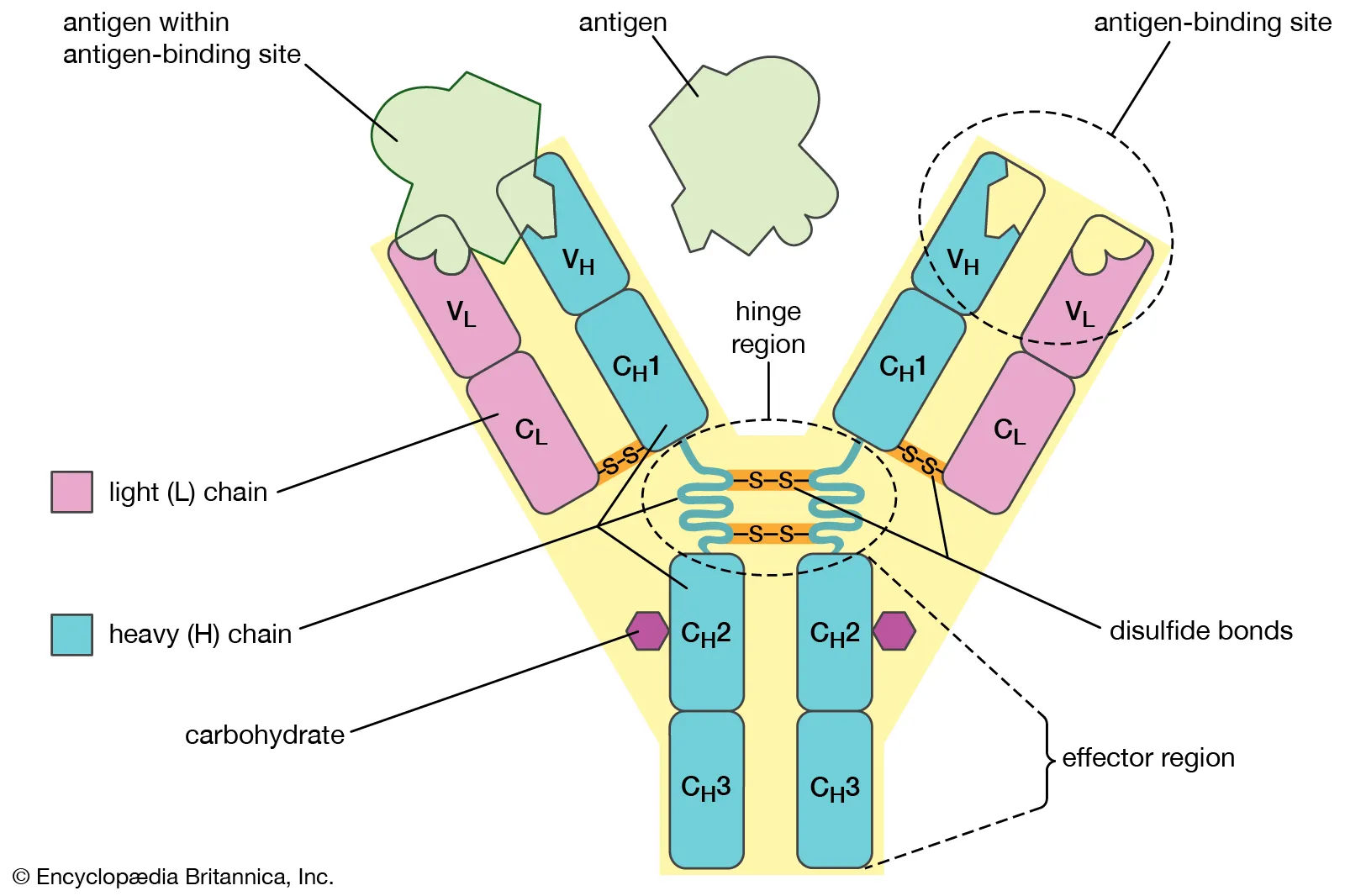 Structure of Antibody