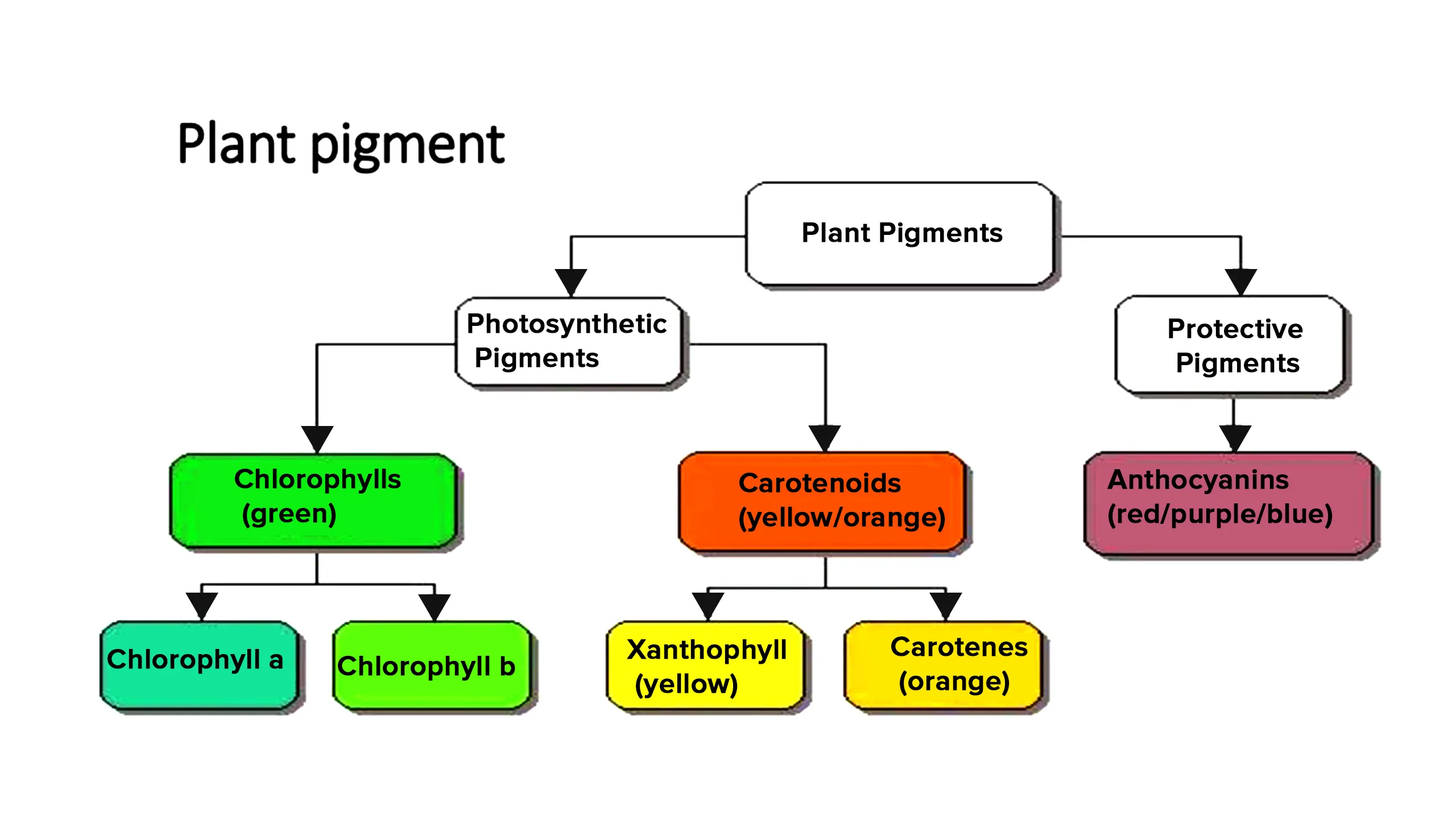 Types of Pigment in Plants