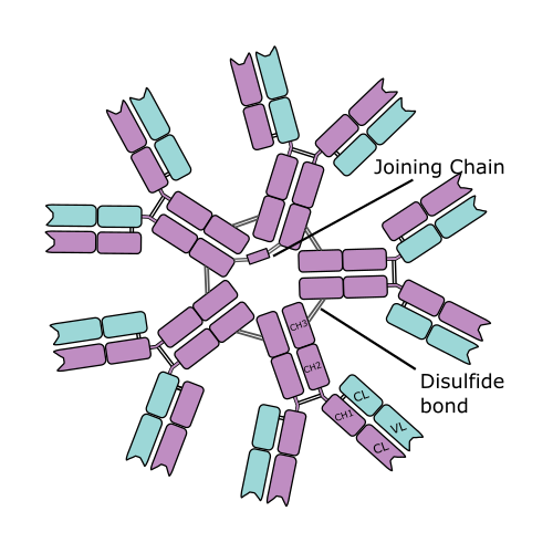 IgM Antibody