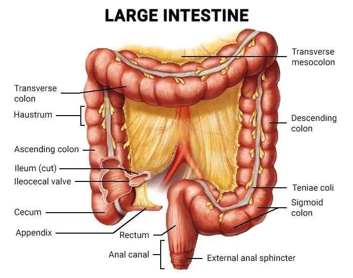 Large Intestine Parts Name