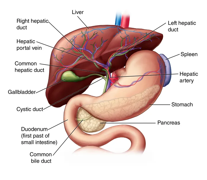 Anatomy of the liver