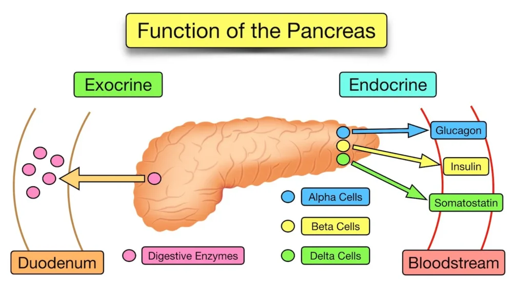 pancreas Hormones 