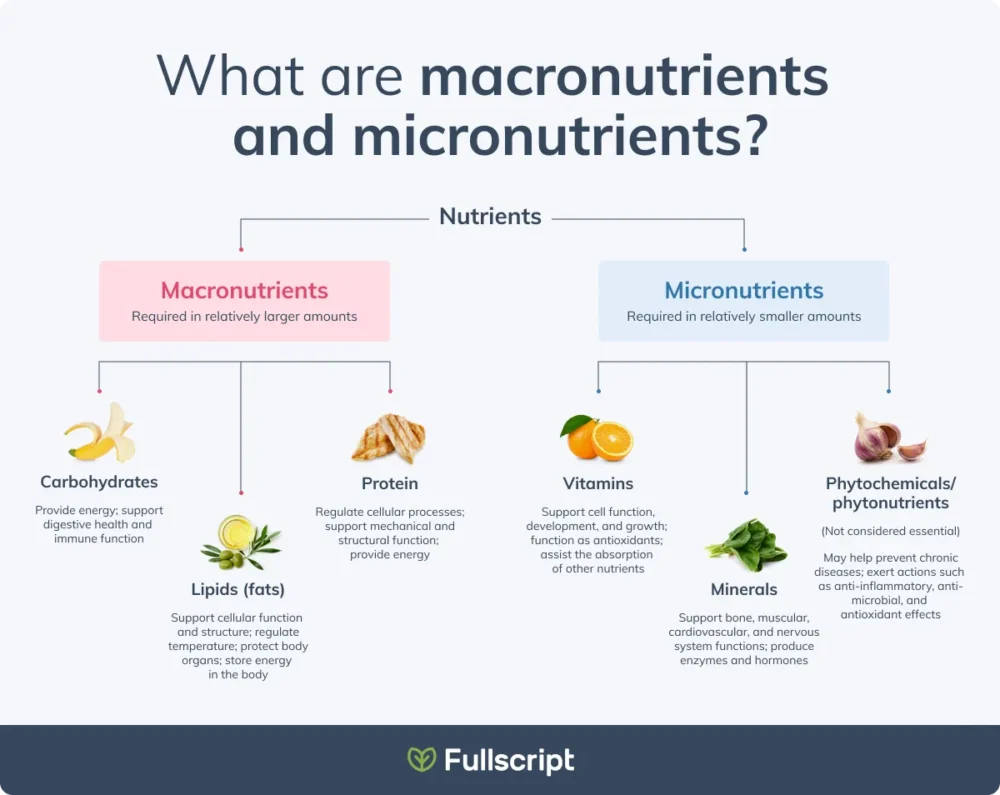 Types of Nutrients