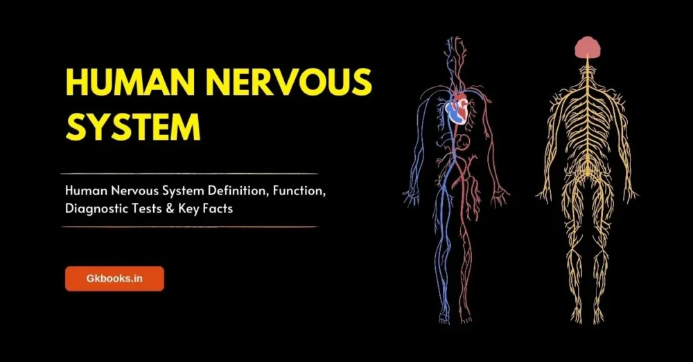 Human Nervous System Definition, Function, Diagnostic Tests & Key Facts