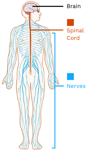 Human Nervous System