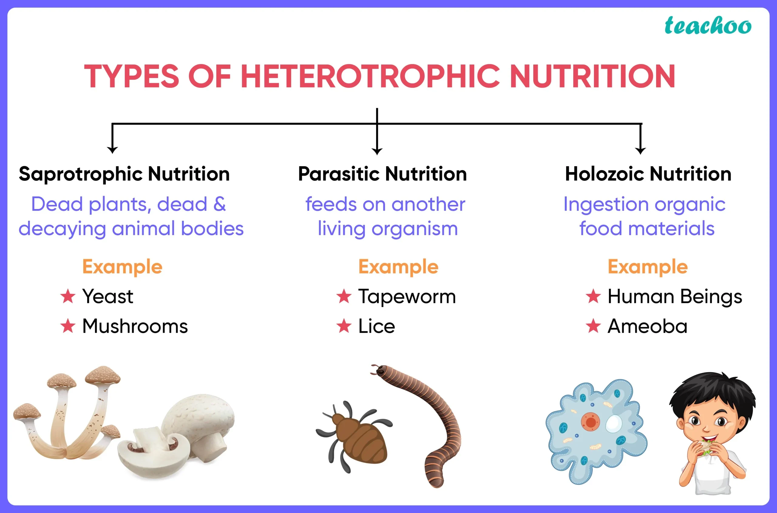 Types of Heterotrophic Nutrition