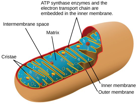 Components of Mitochondria