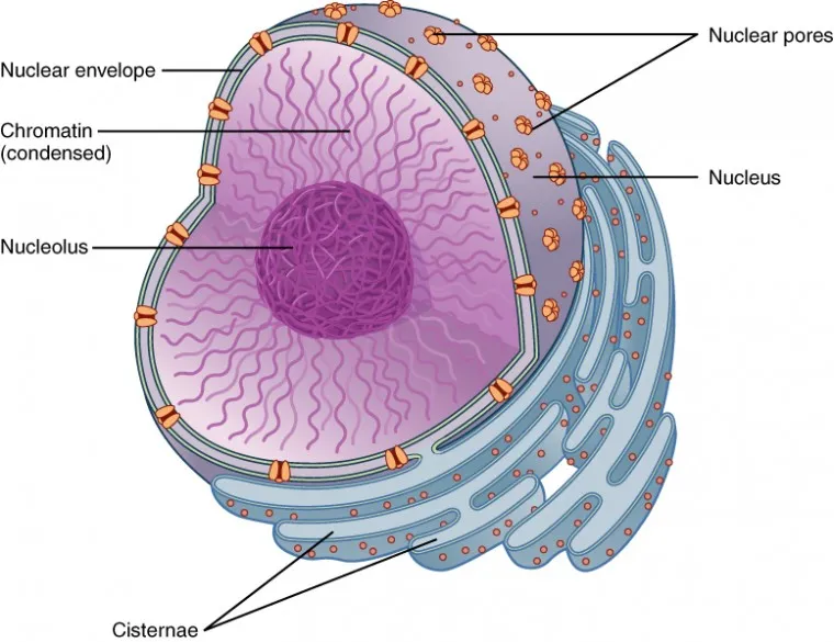 Components of Nucleolus