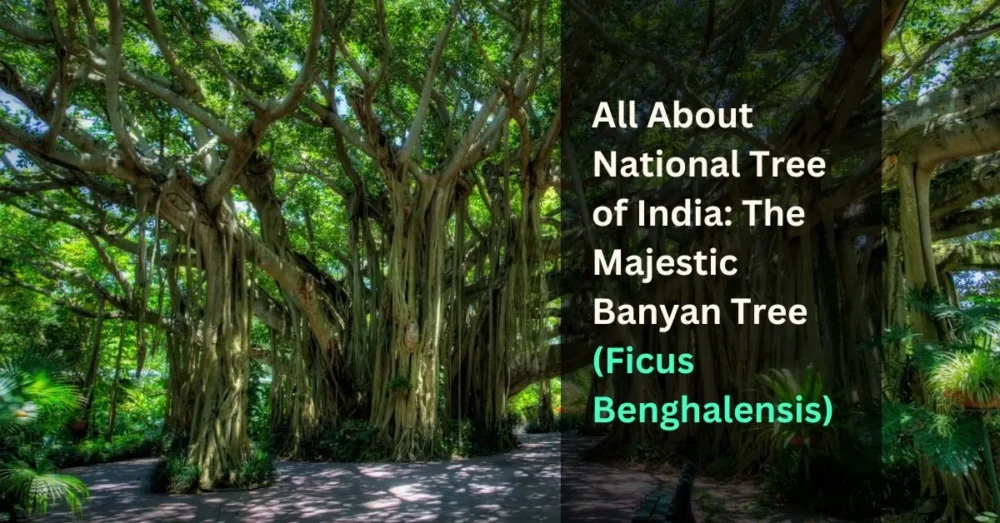 All About National Tree of India The Majestic Banyan Tree (Ficus Benghalensis)