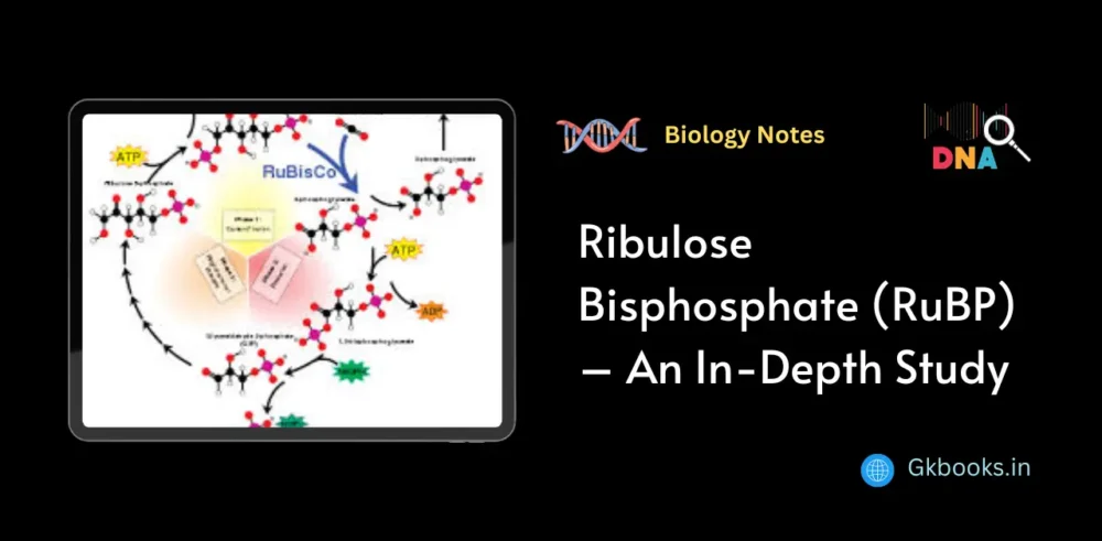 Ribulose Bisphosphate (RuBP) – An In-Depth Study