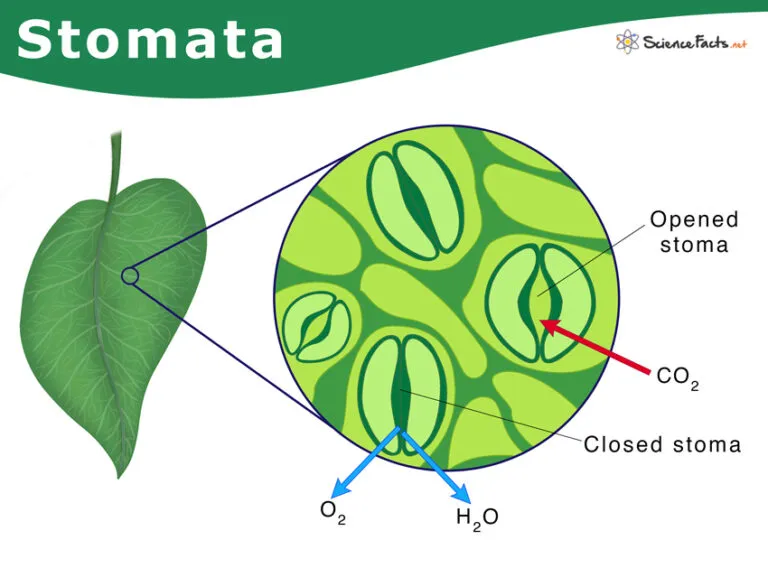 Stomata Diagram