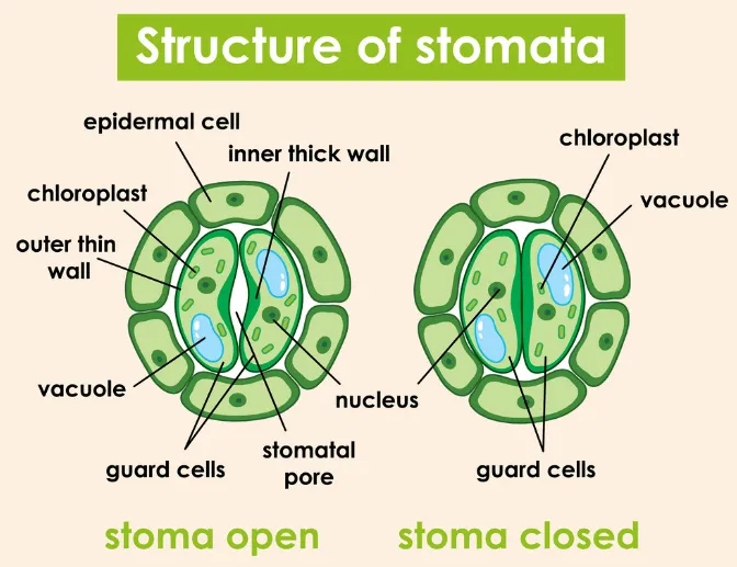 Structure of Stomata