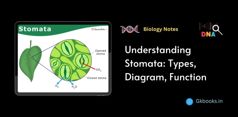 Understanding Stomata, Types, Diagram, Function