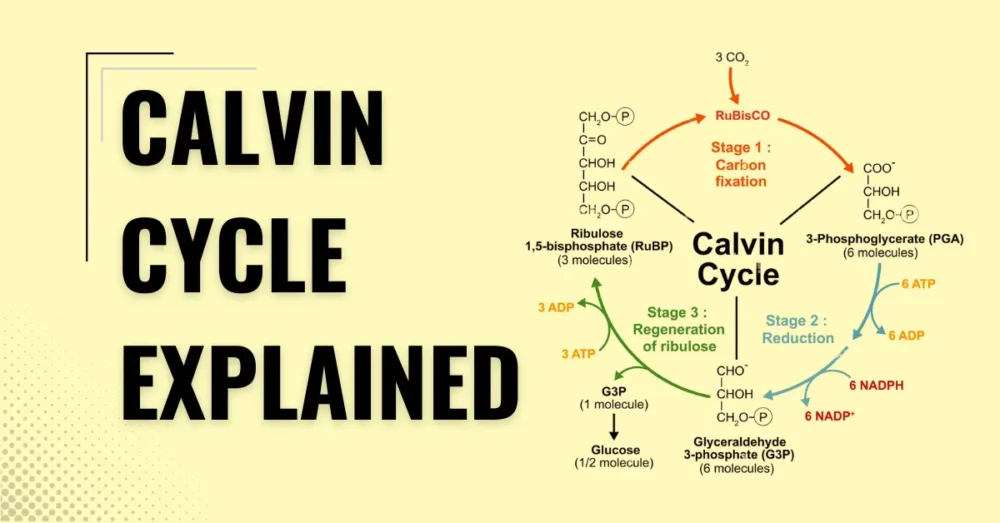 Calvin Cycle Complete Notes