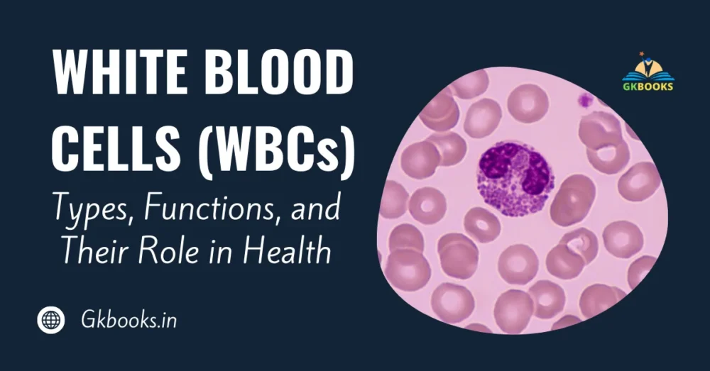 White Blood Cells Explained, Types, Functions, and Their Role in Health