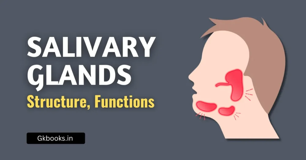 Salivary Glands, Structure, Functions