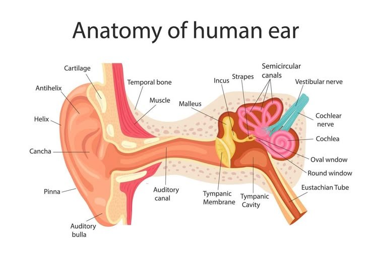 Anatomy of the Human Ear Anatomy of the Human Ear