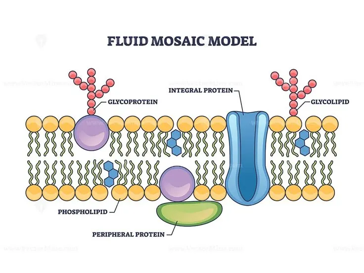 Fluid mosaic model with cell membrane Fluid mosaic model with cell membrane