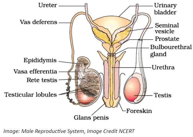 male reproductive system male reproductive system