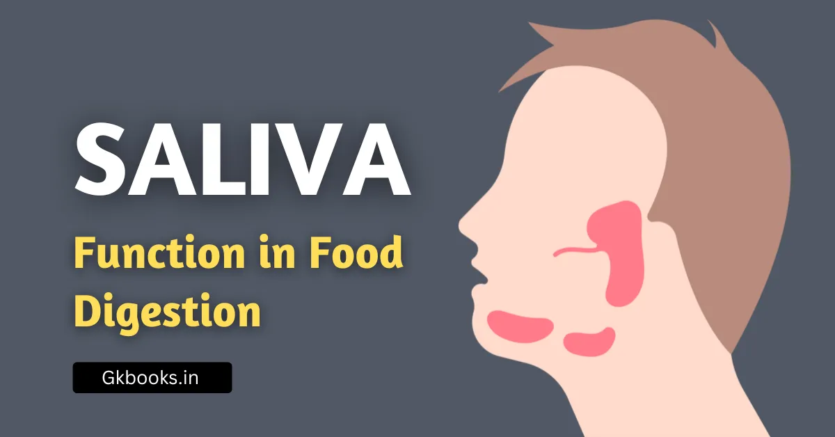 Role of Saliva in the Digestion of Food