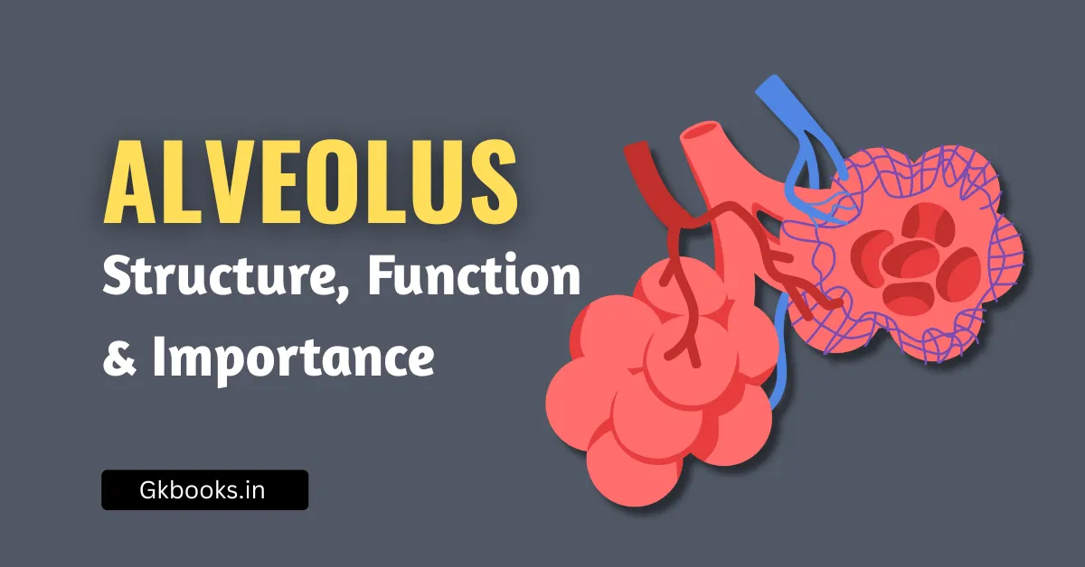 Alveolus: Structure, Function & Importance