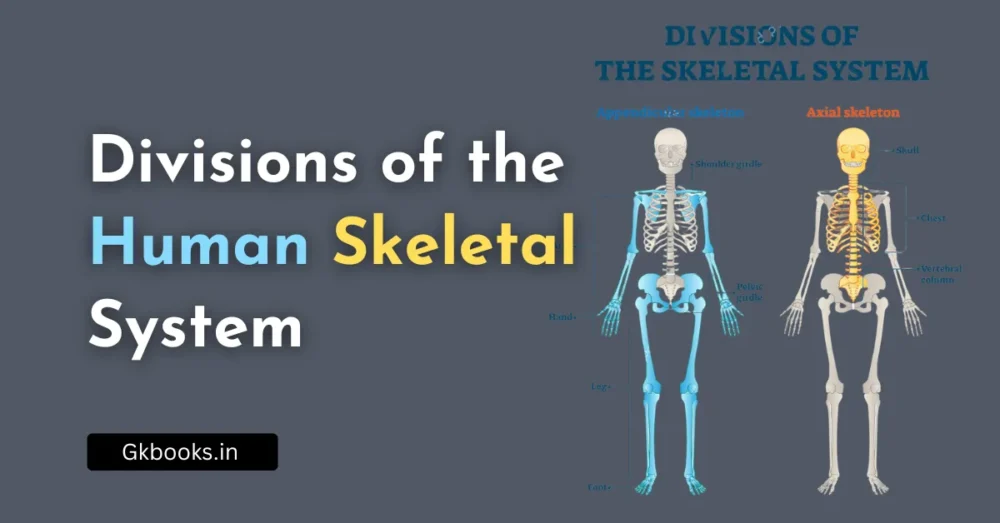 Divisions of the Human Skeletal System