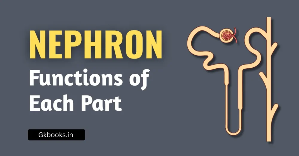 Functions of Each Part of a Nephron
