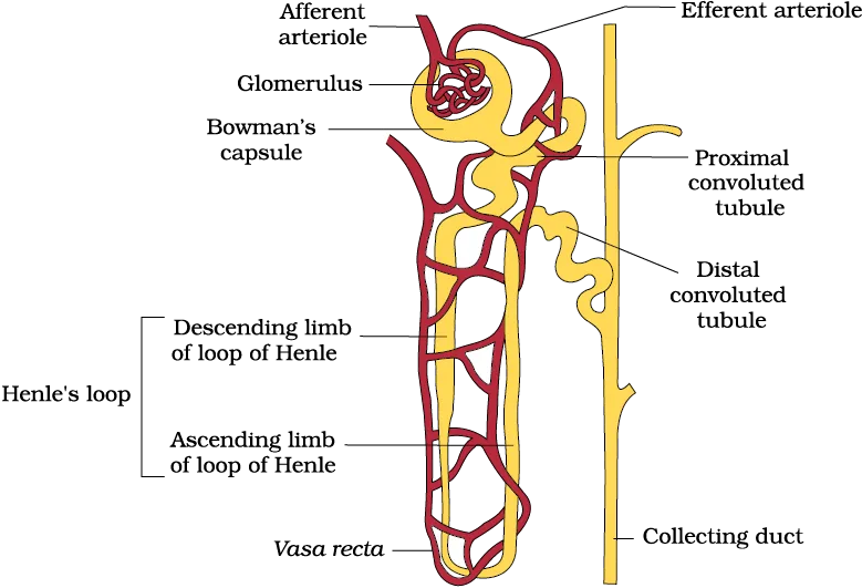 Functions of Each Part of a Nephron