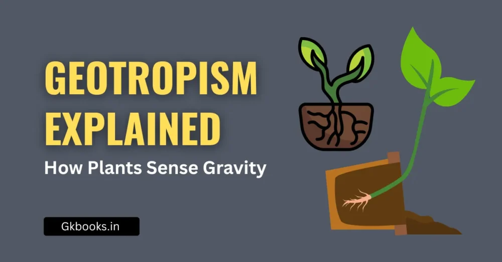 Geotropism Explained: How Plants Sense Gravity
