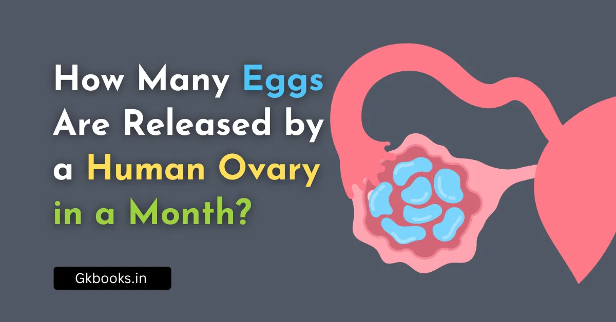 How Many Eggs Are Released by a Human Ovary in a Month?