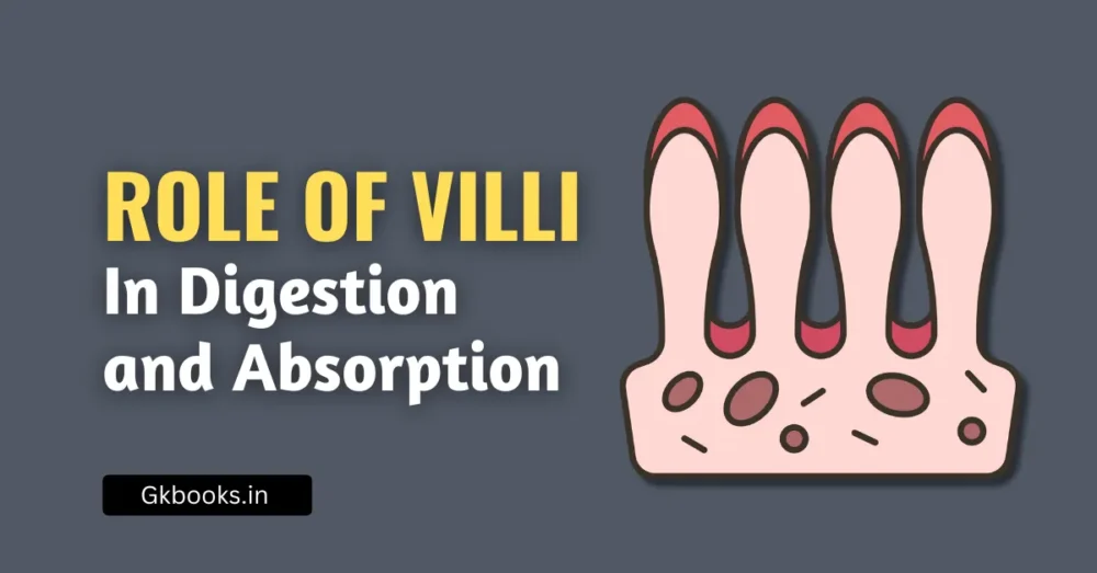 Role of Villi in Digestion and Absorption Functions, Structure & Importance (1)