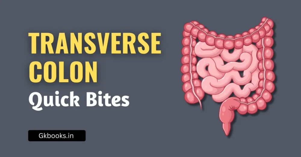 Transverse Colon: Quick Bites for Exams