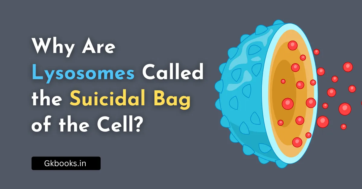 Why Are Lysosomes Called the Suicidal Bag of the Cell?