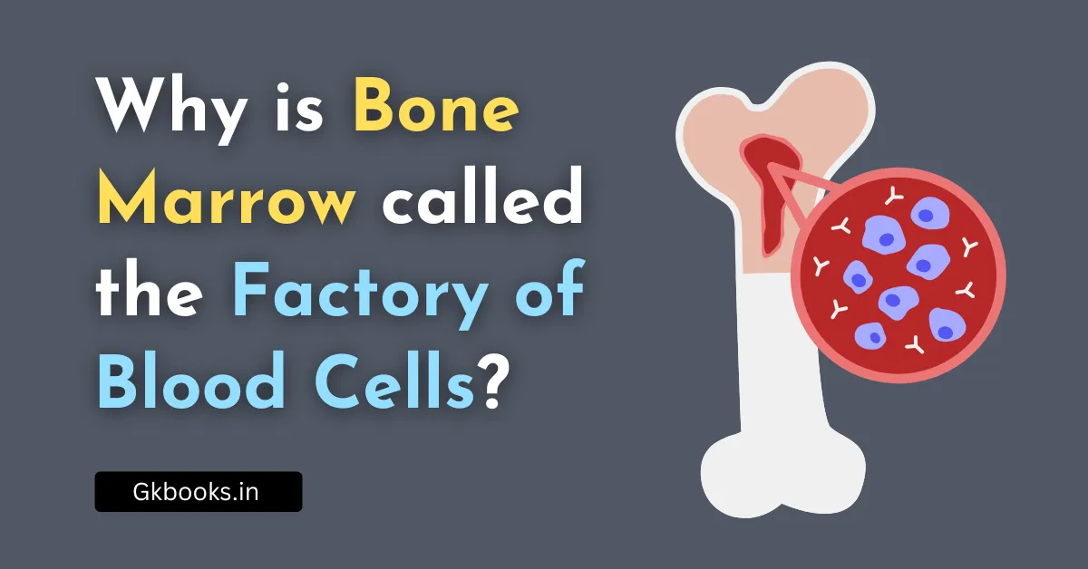 Why is Bone Marrow called the Factory of Blood Cells?