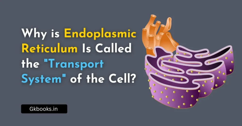 Why is Endoplasmic Reticulum Is Called the "Transport System" of the Cell?