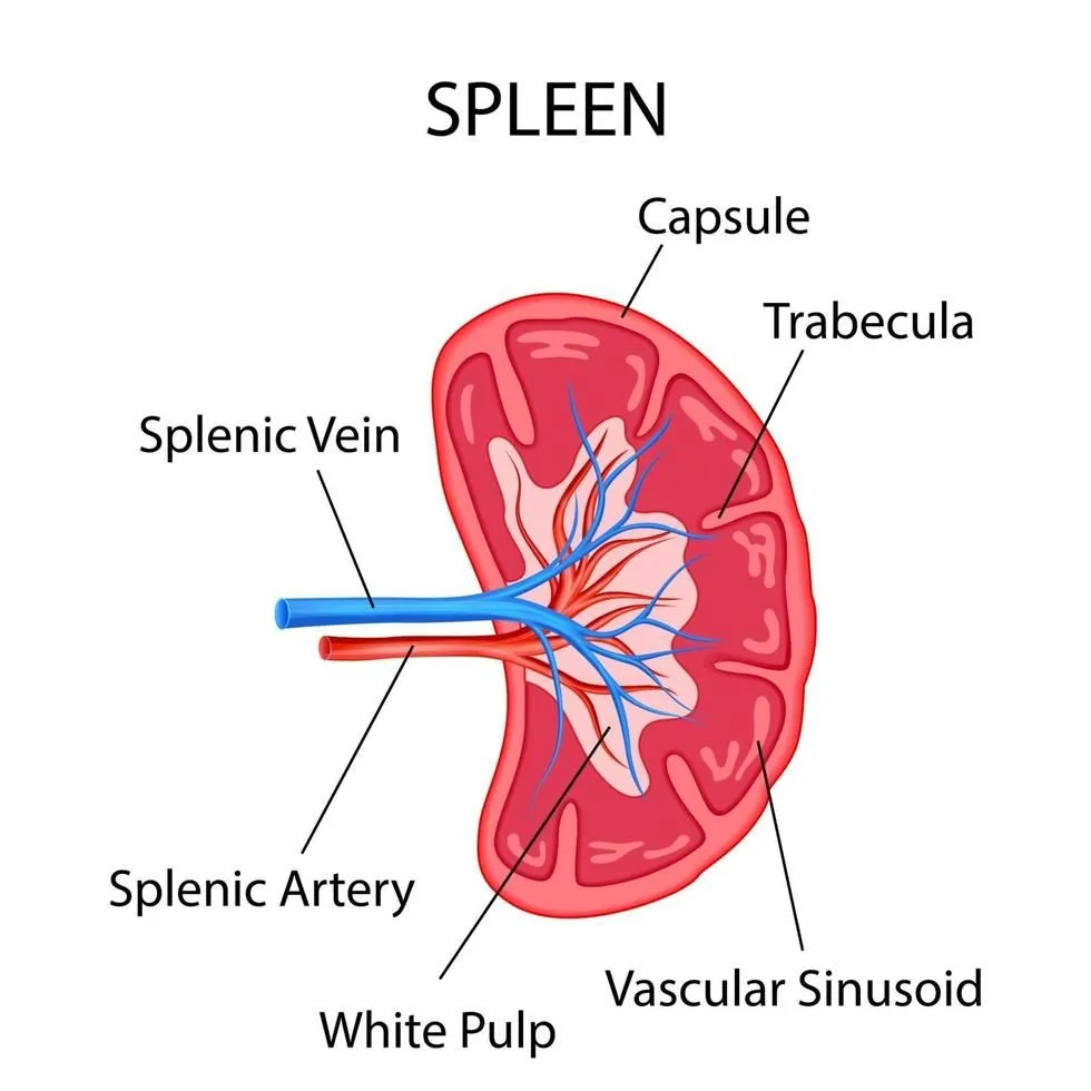 Anatomy of the Spleen