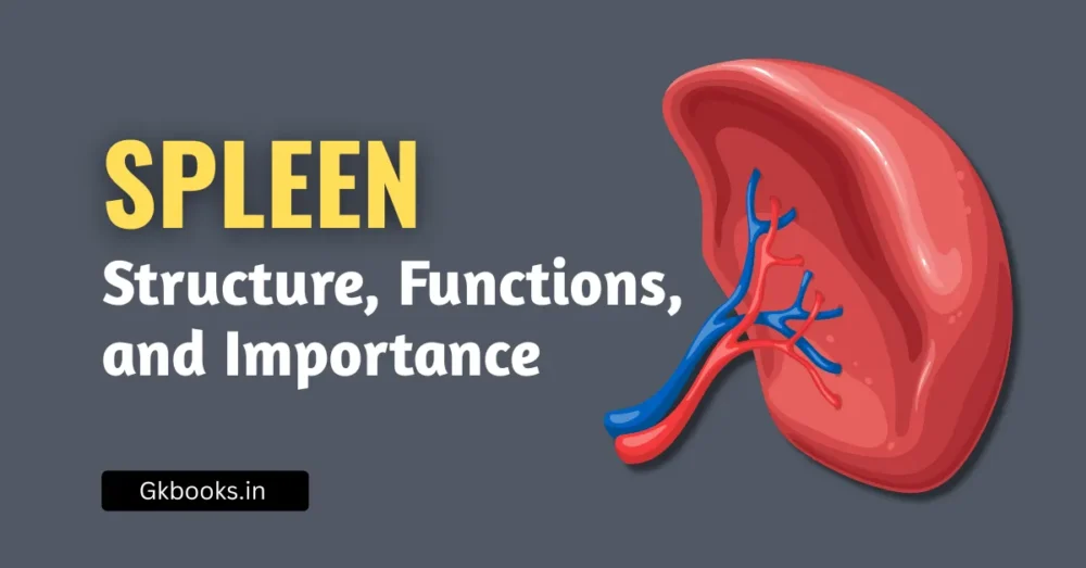 Spleen: Structure, Functions, and Clinical Importance – A Complete Guide