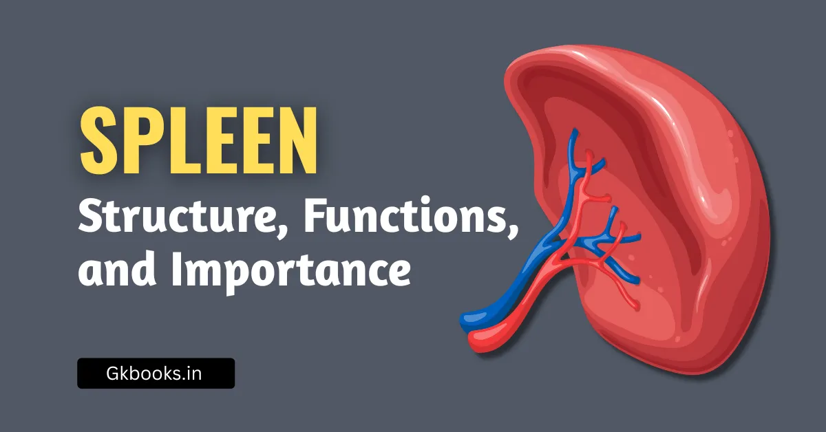 Spleen: Structure, Functions, and Clinical Importance – A Complete Guide