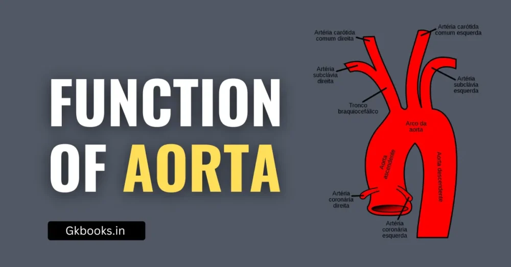 Function of Aorta