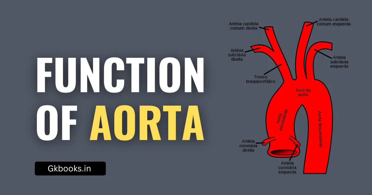 Function of Aorta