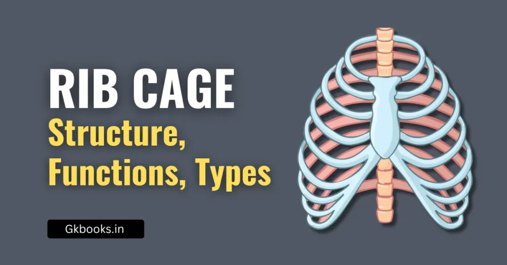 Human Rib Cage – Structure, Functions, Types