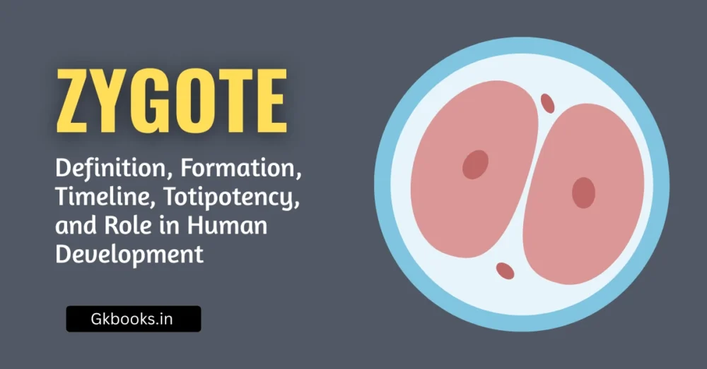 Zygote Definition, Formation, Timeline, Totipotency, and Role in Human Development