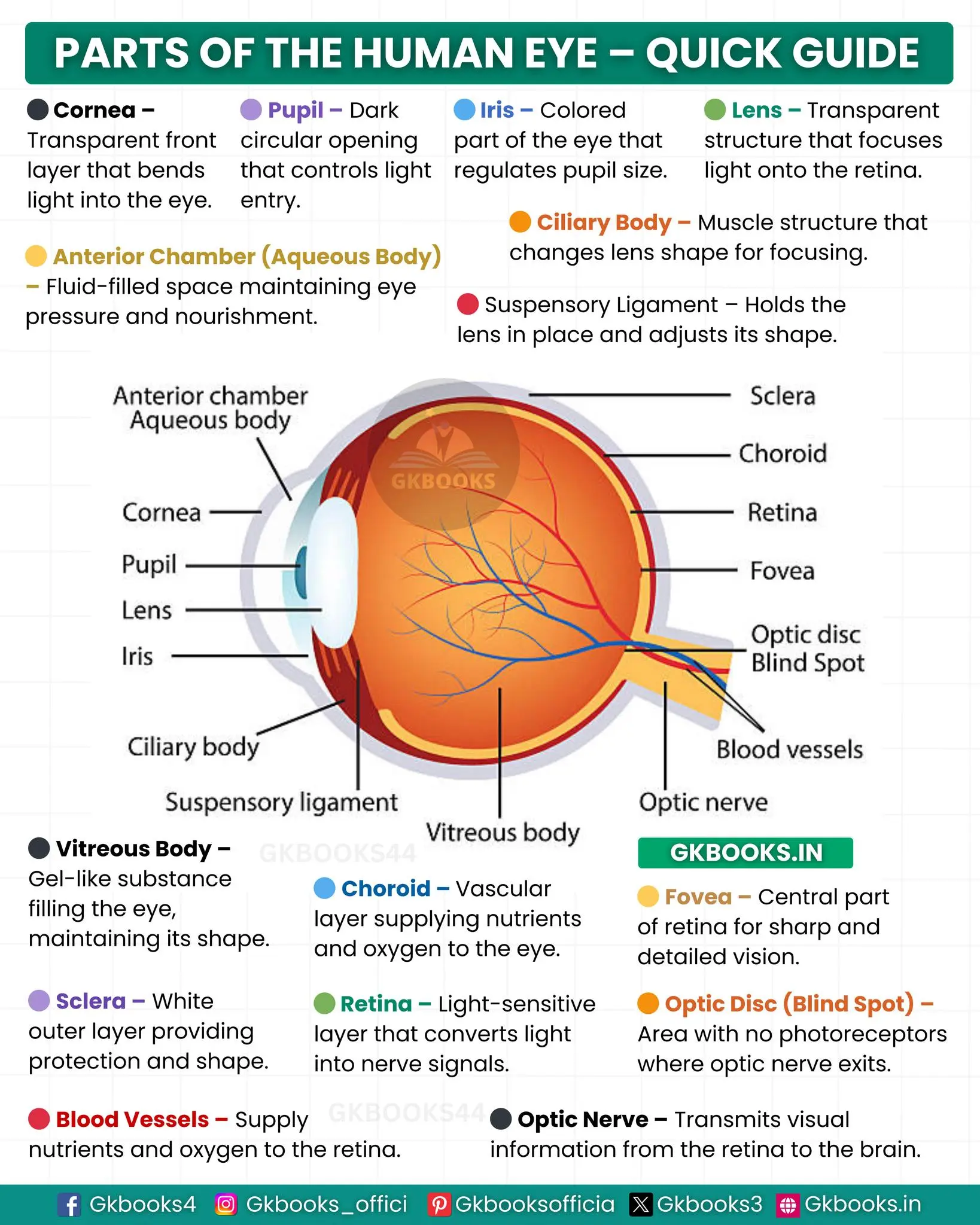 Anatomy of Human Eye Anatomy of Human Eye