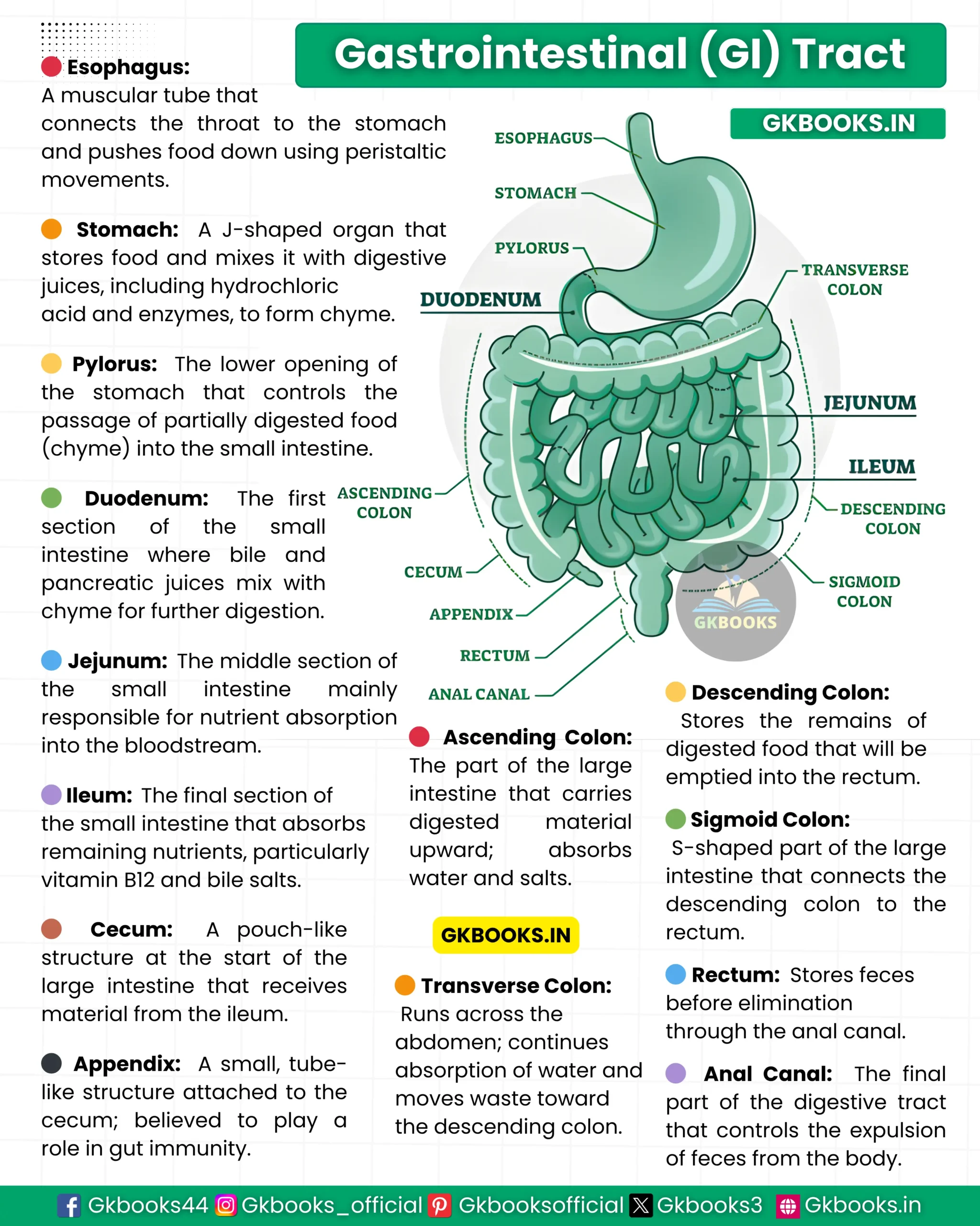 Gastrointestinal (GI) Tract Gastrointestinal (GI) Tract
