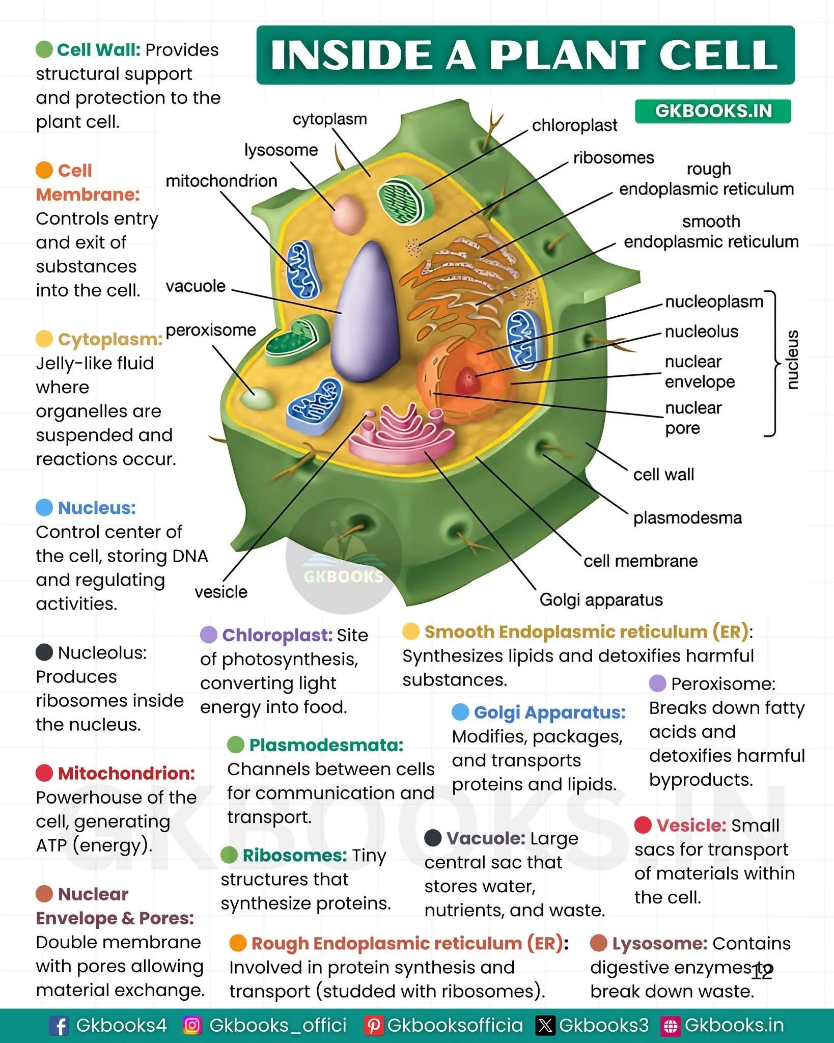 Inside a Plant Cell Inside a Plant Cell