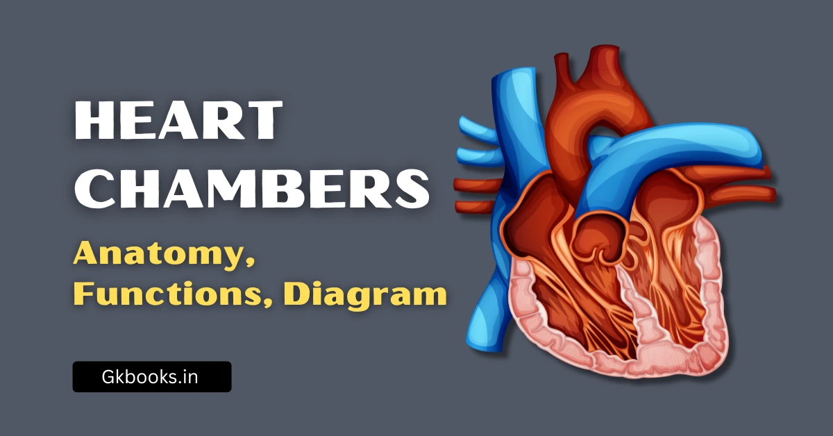 Heart Chambers Anatomy, Functions, Diagram & Exam-Focused Notes