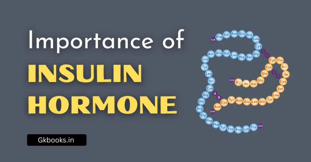 Importance of Insulin Hormone